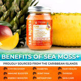 WELLNESS LABSRX Irish Sea Moss Gel Organic Raw - Wildcrafted Superfood Seamoss Gel - Pineapple Mango Flavor, Vitamin and Mineral-Rich from Pristine Caribbean Waters - 10 oz.