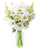 KaBloom PRIME NEXT DAY DELIVERY - Summer Collection - Bountiful Beauty Bouquet of Fresh White Daisies with Vase.Gift for Birthday, Anniversary,Thank You, Valentine, Mother’s Day Fresh Flowers