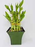 Jmbamboo - 2 Tier Lucky Bamboo - 6" & 4" Lucky Bamboos in 2 Tiers - Feng Shui - With 5'' Vase Color Moss Green