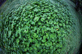 Gotu Kola " Brahmi " Oil 2fl. oz. "Mauifarmacy Grown" USA