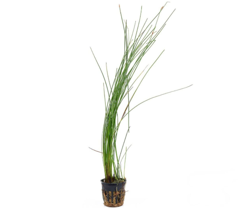 Potted Live Aquarium Plants | Freshwater Aquatic Plants for Aquariums (Giant Grass)