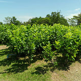 White Mulberry Leaf Tea 60-Teabags (Morus Alba)