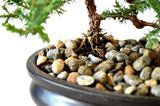 9Greenbox Best Gift Bonsai Juniper Tree, 4 Pound