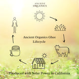 Ancient Organics Ghee, Organic Grass Fed Ghee Butter – Gluten Free Ghee, Clarified Butter, Vitamins & Omegas, Lactose Reduced, 100% Certified Organic, Kosher, USDA Certified – 8 Fl Oz (Pack of 1)